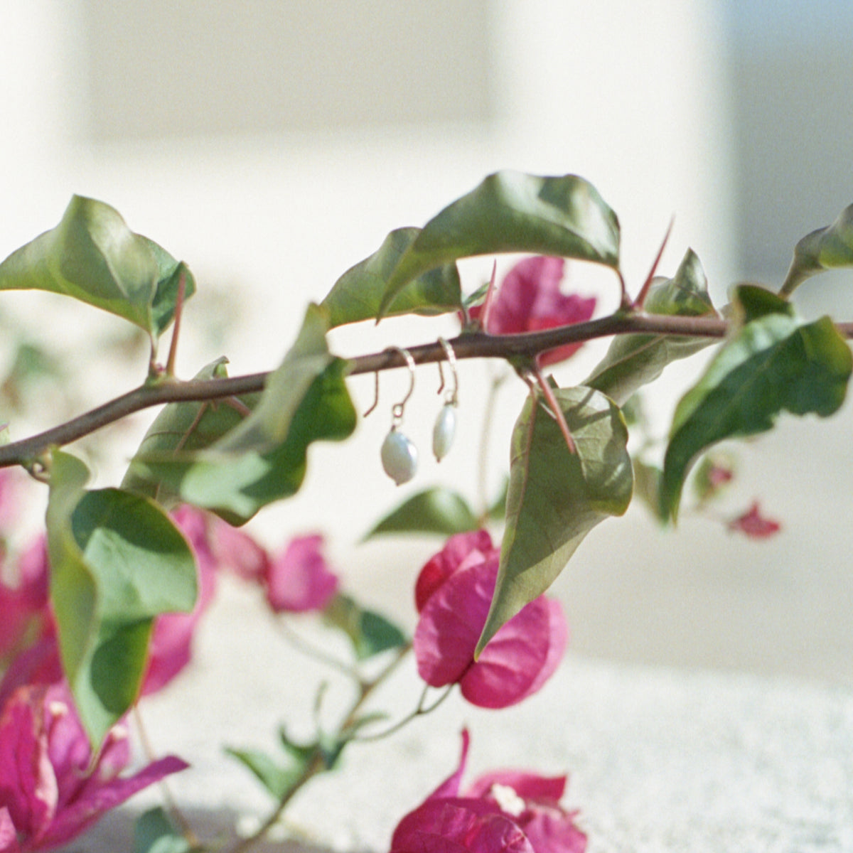 Two pearl earrings hanging from a pink bougainvillea plant.